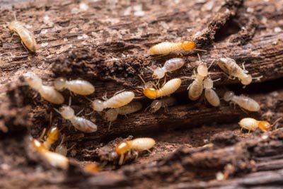 Diagnostic termites